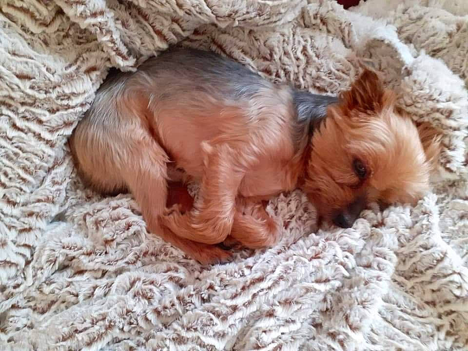 Elton a rejoint le concours — aidez-le/la à gagner de superbes lots ! carnivore, comfort, companion_dog, dog, dog_breed, dog_supply, fawn, felidae, fur, liver, pet_supply, small_terrier, snout, sporting_group, terrestrial_animal, terrier, toy, toy_dog, whiskers, working_animal