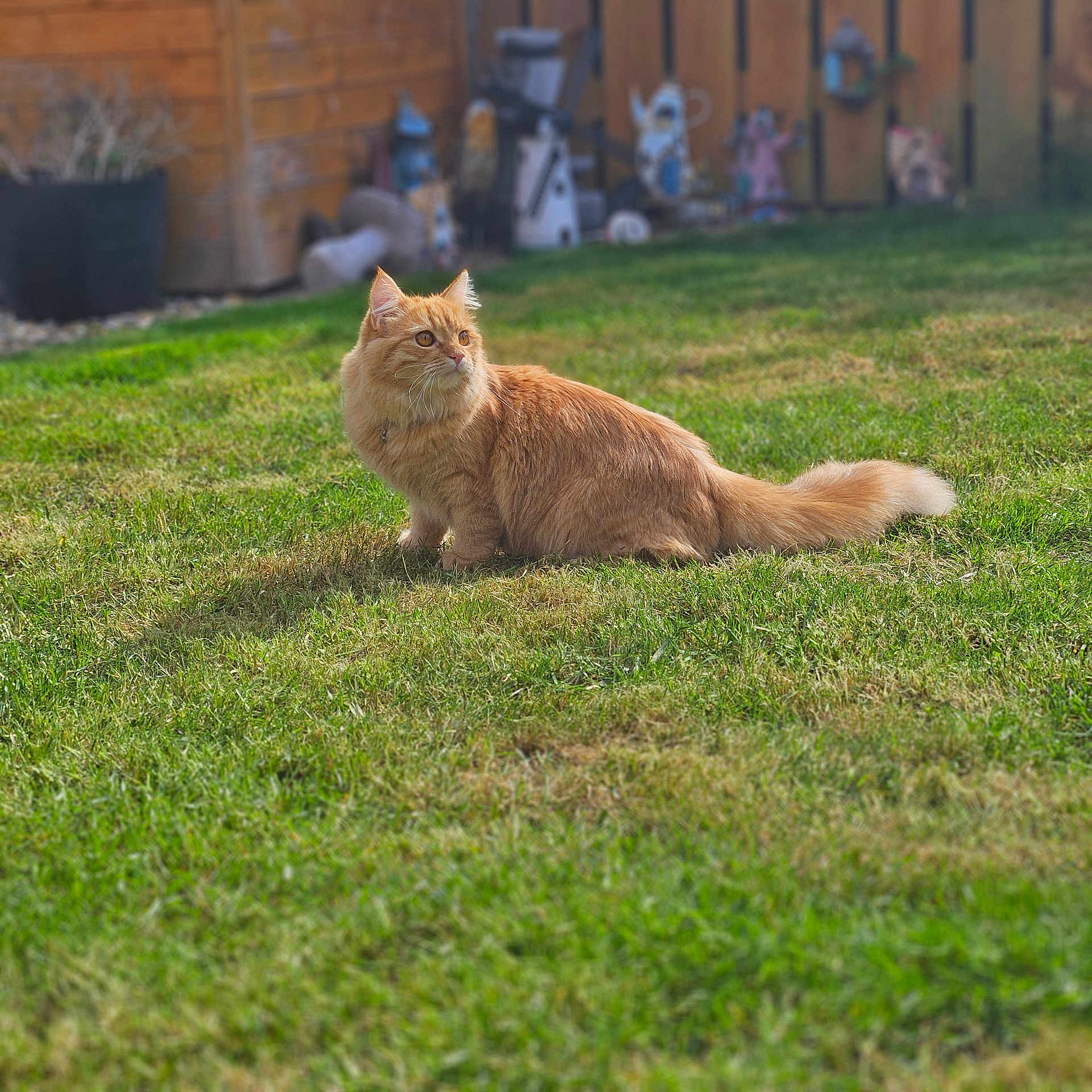 Mable is registered to the contest to win money with this photo: abyssinian, animal, architecture, backyard, brick, building, cat, field, grass, grassland, kitten, lawn, manx, nature, outdoors, person, pet, plant, wall, yard