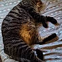 Panther joined the competition — help win amazing prizes! cat, tabby_cat, sleeping, bed, bedding, striped, feline, pet, indoor, resting, cozy, fur, whiskers, relaxation, paw, mammal, animal, cute, domestic, comfort