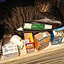 Panther joined the competition — help win amazing prizes! cat, tabby_cat, household_items, cotton_swabs, baking_soda, toilet_cleaning_gel, storage_shelf, curious, clutter, indoor, pet, feline, whiskers, container, basket, close_up, domestic_animal, brown, striped, resting