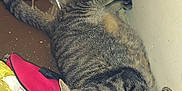 Panther is registered to the contest to win money with this photo: cat, tabby, sleeping, tongue_out, clutter, bottle, fabric, plaid, corner, relaxed, indoor, household, fur, whiskers, paw, clothing, resting, closeup, cute, domestic