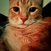 Momo joined the competition — help win amazing prizes! animal, cat, close_up, cozy, cute, domestic_cat, eyes, face, feline, fur, ginger_cat, indoor, looking, mammal, nose, pet, portrait, soft_light, tabby, whiskers
