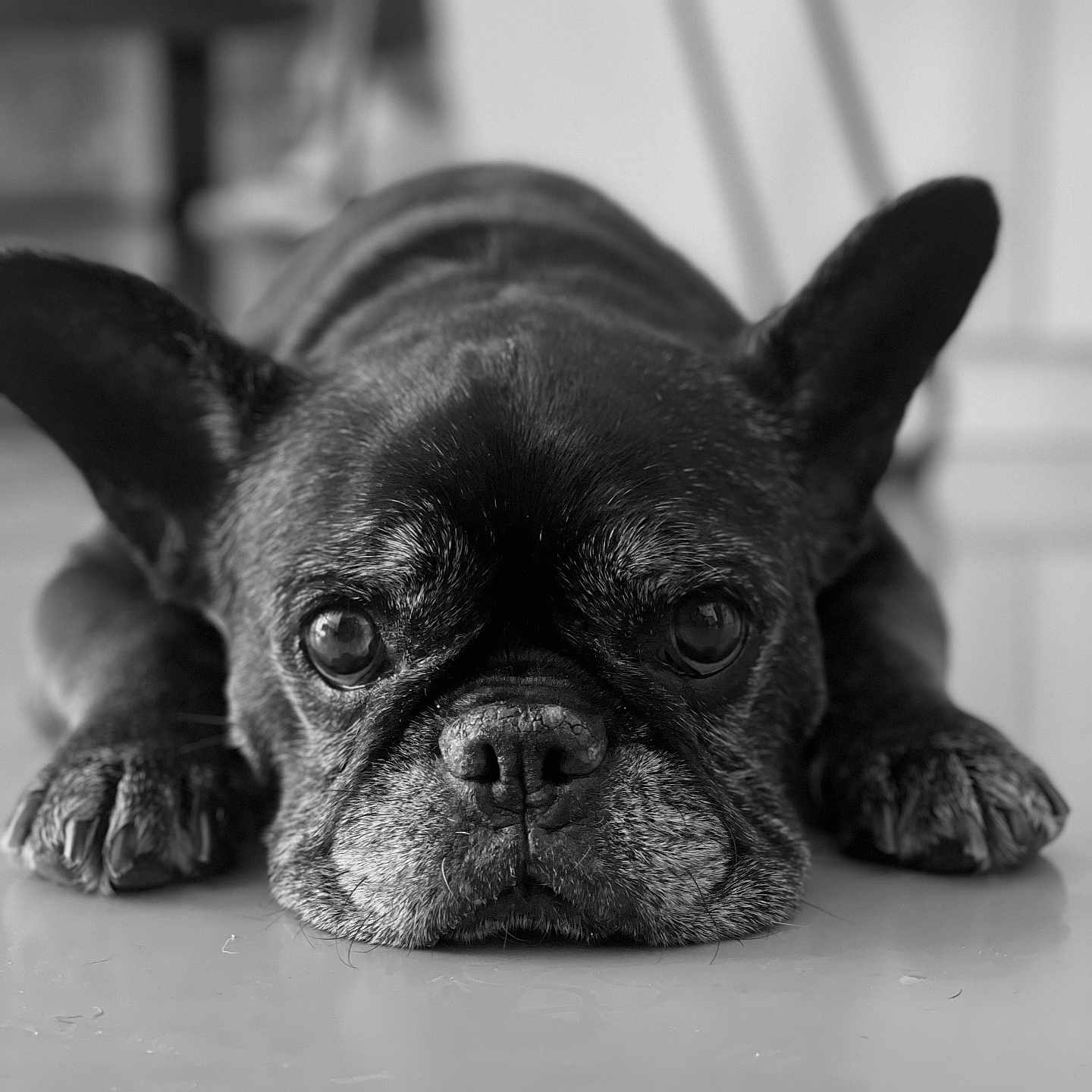 Isis a rejoint le concours — aidez-le/la à gagner de superbes lots ! animal, black_and_white, calm, close_up, companion, cute, dog, domestic, ears, eyes, face, floor, french_bulldog, indoor, lying_down, paws, pet, portrait, resting, snout