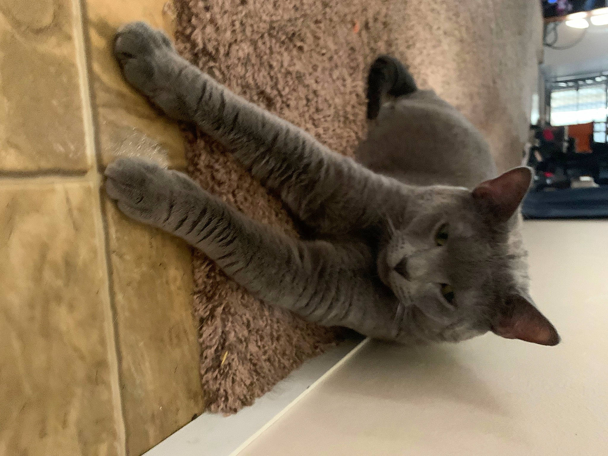 Tyton joined the competition — help win amazing prizes! carnivore, cat, claw, domestic_short_haired_cat, fawn, felidae, flooring, fur, grey, paw, russian_blue, small_to_medium_sized_cats, tail, terrestrial_animal, whiskers, window, wood