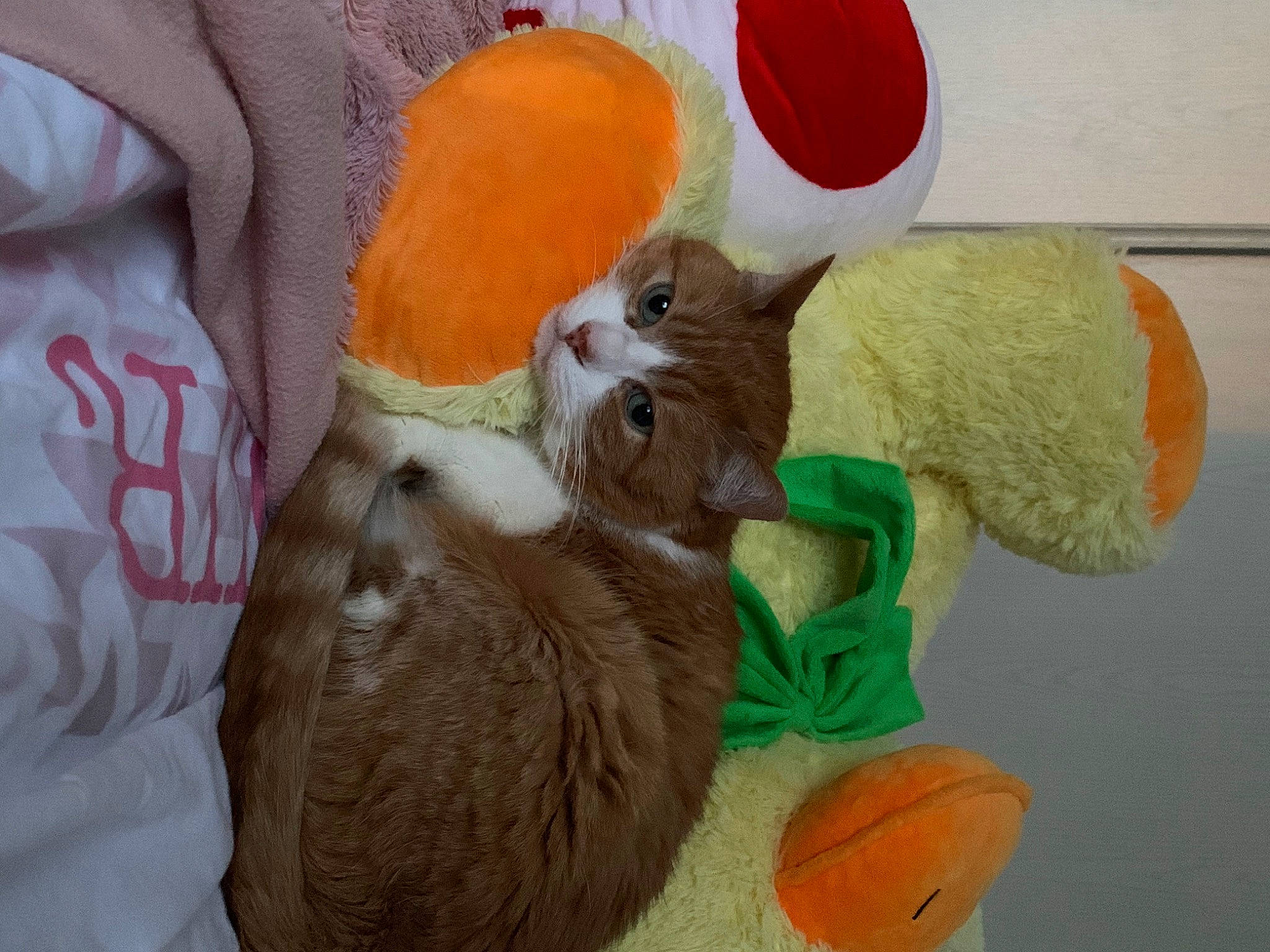 Oasis a rejoint le concours — aidez-le/la à gagner de superbes lots ! art, canidae, comfort, companion_dog, easter_bunny, fawn, fur, hat, orange, plush, rabbit, rabbits_and_hares, stuffed_toy, tail, textile, toy, whiskers, wood, wool, working_animal