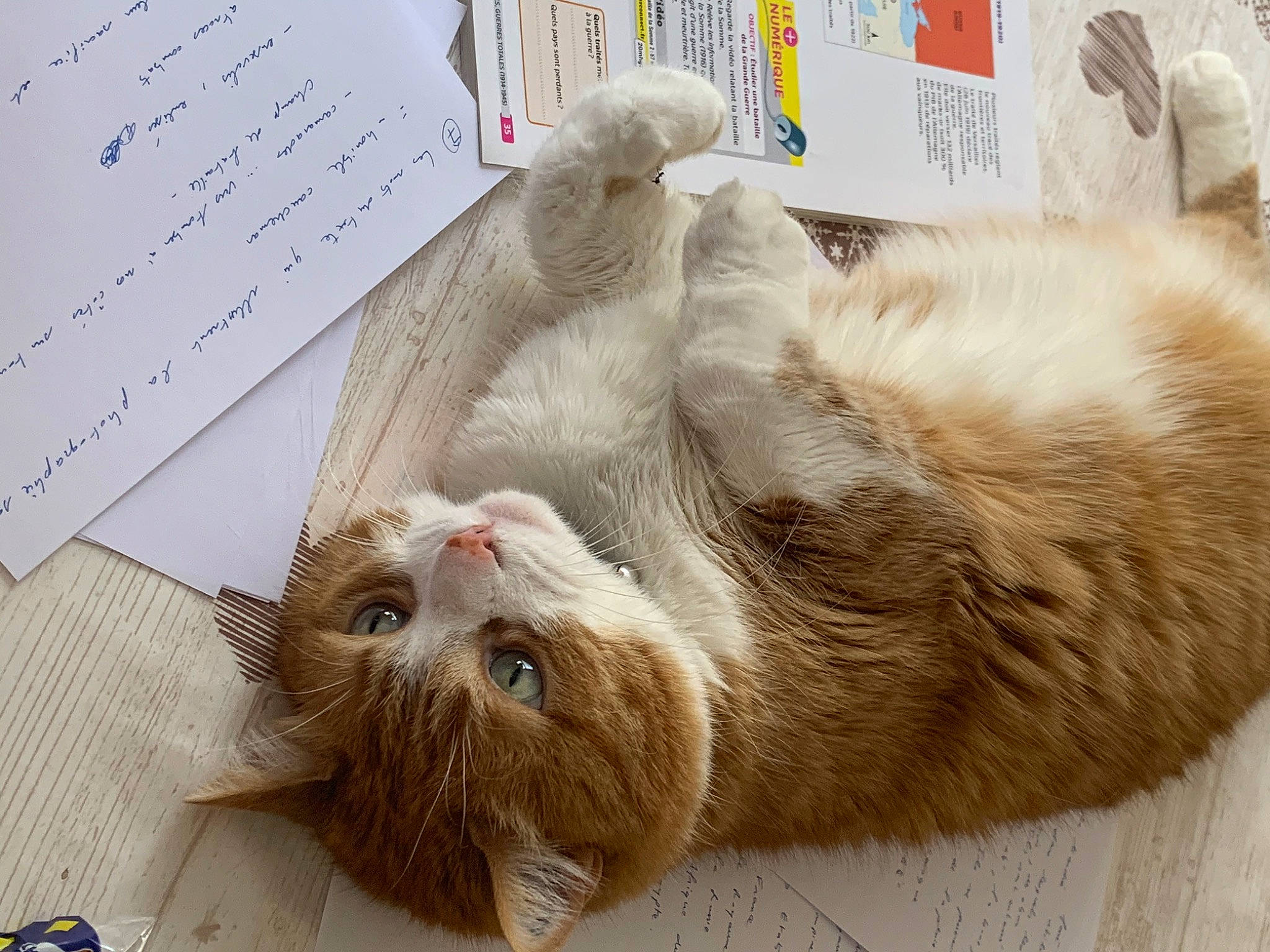 Oasis a rejoint le concours — aidez-le/la à gagner de superbes lots ! carnivore, cat, claw, comfort, domestic_short_haired_cat, fawn, felidae, foot, fur, handwriting, paw, small_to_medium_sized_cats, snout, tail, terrestrial_animal, whiskers