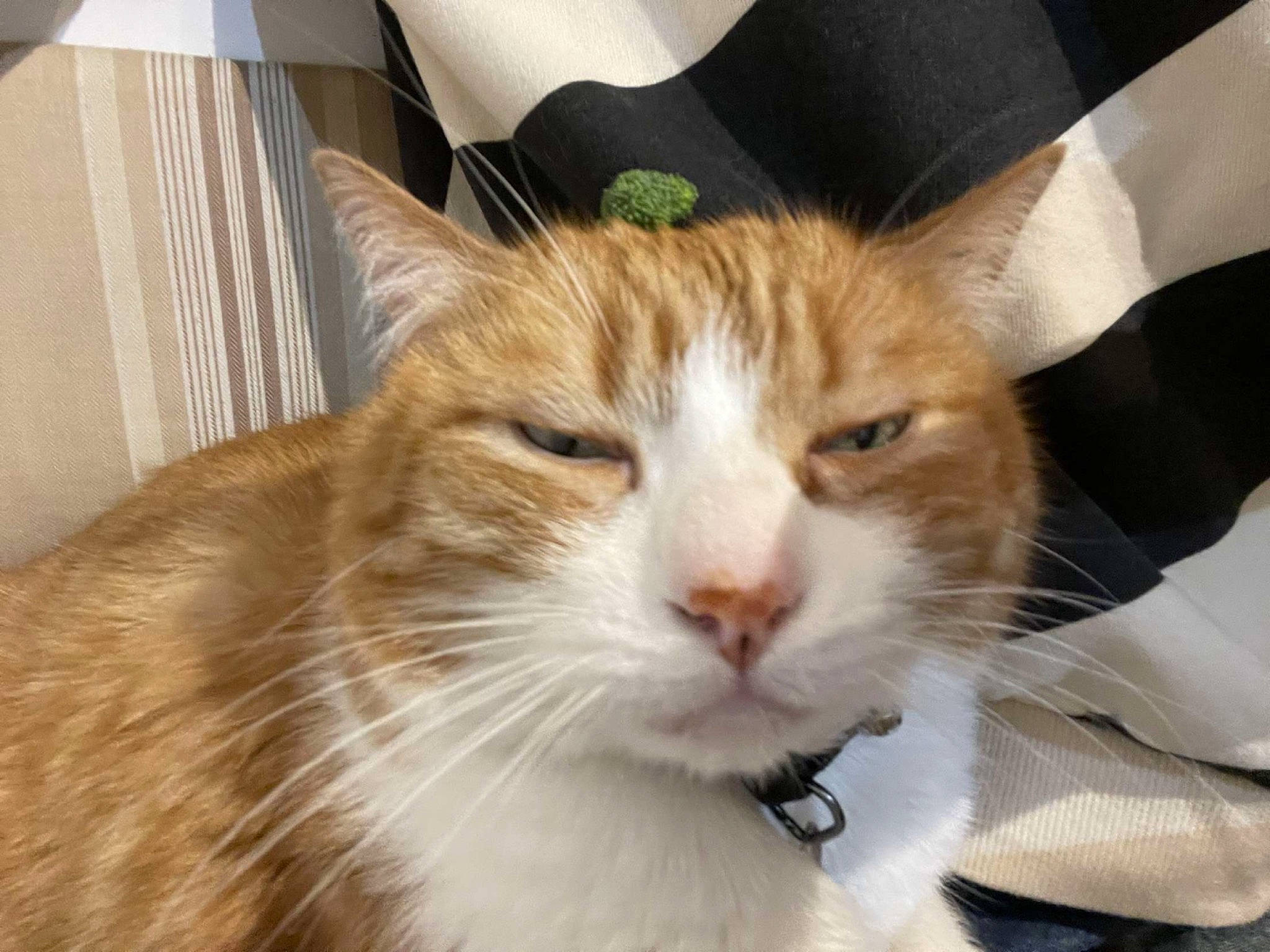 Oasis participe au concours pour gagner de l'argent avec cette photo : carnivore, cat, comfort, domestic_short_haired_cat, eye, fawn, felidae, fur, iris, paw, small_to_medium_sized_cats, snout, tail, whiskers, window