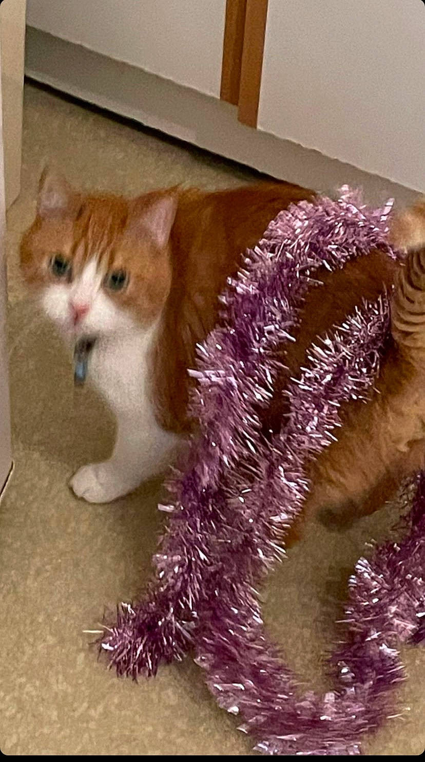 Oasis participe au concours pour gagner de l'argent avec cette photo : canidae, carnivore, cat, claw, companion_dog, domestic_short_haired_cat, fawn, felidae, flooring, fur, hardwood, paw, photo_caption, small_to_medium_sized_cats, tail, terrestrial_animal, toy, whiskers, wood, wool