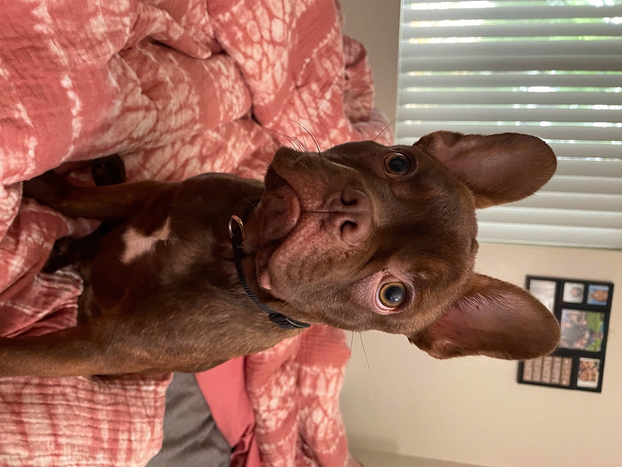 Milo is registered to the contest to win money with this photo: carnivore, dog_breed, ear, fawn, flesh, fur, gesture, jaw, liver, natural_material, sculpture, snout, sporting_group, tail, terrestrial_animal, window, window_blind, wood, working_animal, wrinkle