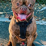 Milo joined the competition — help win amazing prizes! animal, brown_coat, chainlink_fence, closeup, dog, ears, french_bulldog, happy, harness, leash, leaves, outdoor, pavement, paws, pet, portrait, sitting, smile, tongue, wrinkled_face