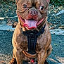 animal, brown_coat, chainlink_fence, closeup, dog, ears, french_bulldog, happy, harness, leash, leaves, outdoor, pavement, paws, pet, portrait, sitting, smile, tongue, wrinkled_face