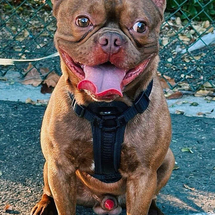 Milo joined the competition — help win amazing prizes! animal, brown_coat, chainlink_fence, closeup, dog, ears, french_bulldog, happy, harness, leash, leaves, outdoor, pavement, paws, pet, portrait, sitting, smile, tongue, wrinkled_face