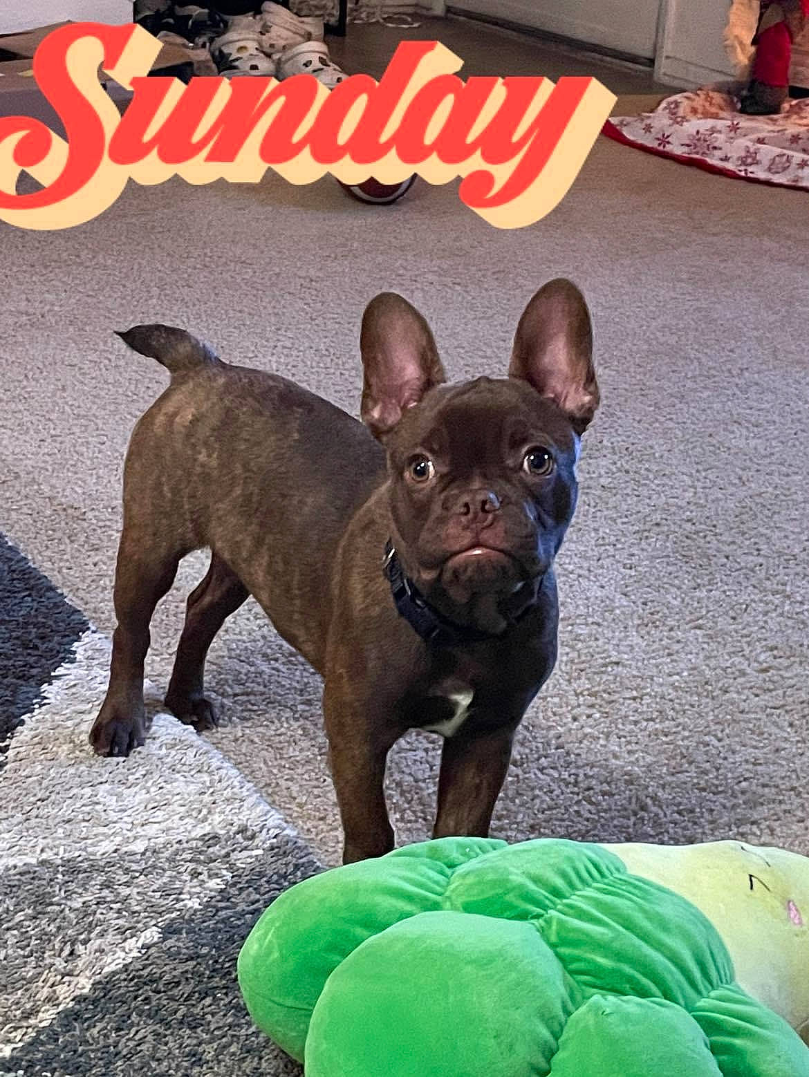 Milo joined the competition — help win amazing prizes! bulldog, canidae, carnivore, companion_dog, dog, dog_breed, dog_supply, fawn, flooring, french_bulldog, liver, non_sporting_group, pet_supply, puppy, snout, sporting_group, terrestrial_animal, toy_dog, working_animal, wrinkle