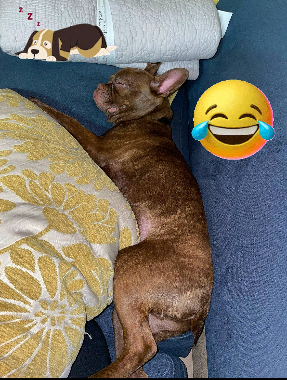 Milo joined the competition — help win amazing prizes! art, canidae, carnivore, cat, comfort, companion_dog, couch, dog, dog_breed, dog_supply, fawn, felidae, linens, mammal, paw, small_to_medium_sized_cats, tail, toy, vertebrate, whiskers