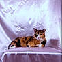 calico_cat, cat, collar, domestic_cat, ear, fabric, feline, gaze, indoor, lying_down, paws, pet, pink_background, portrait, relaxed, satin, silky_backdrop, studio_shot, table, whiskers