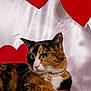 Suki joined the competition — help win amazing prizes! calico_cat, cat, cozy, cute, fabric_backdrop, green_leaf, heart, indoor, jewel, love, necklace, paws, pearls, pet, pink, plush, portrait, red, toy, valentines