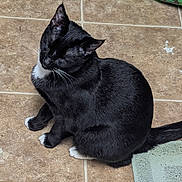Kip joined the competition — help win amazing prizes! cat, black_and_white, sitting, tile_floor, pet, indoor, animal, whiskers, paws, tail, relaxed, fur, eyes_closed, domestic_cat, mammal, household, quiet, calm, resting, feline