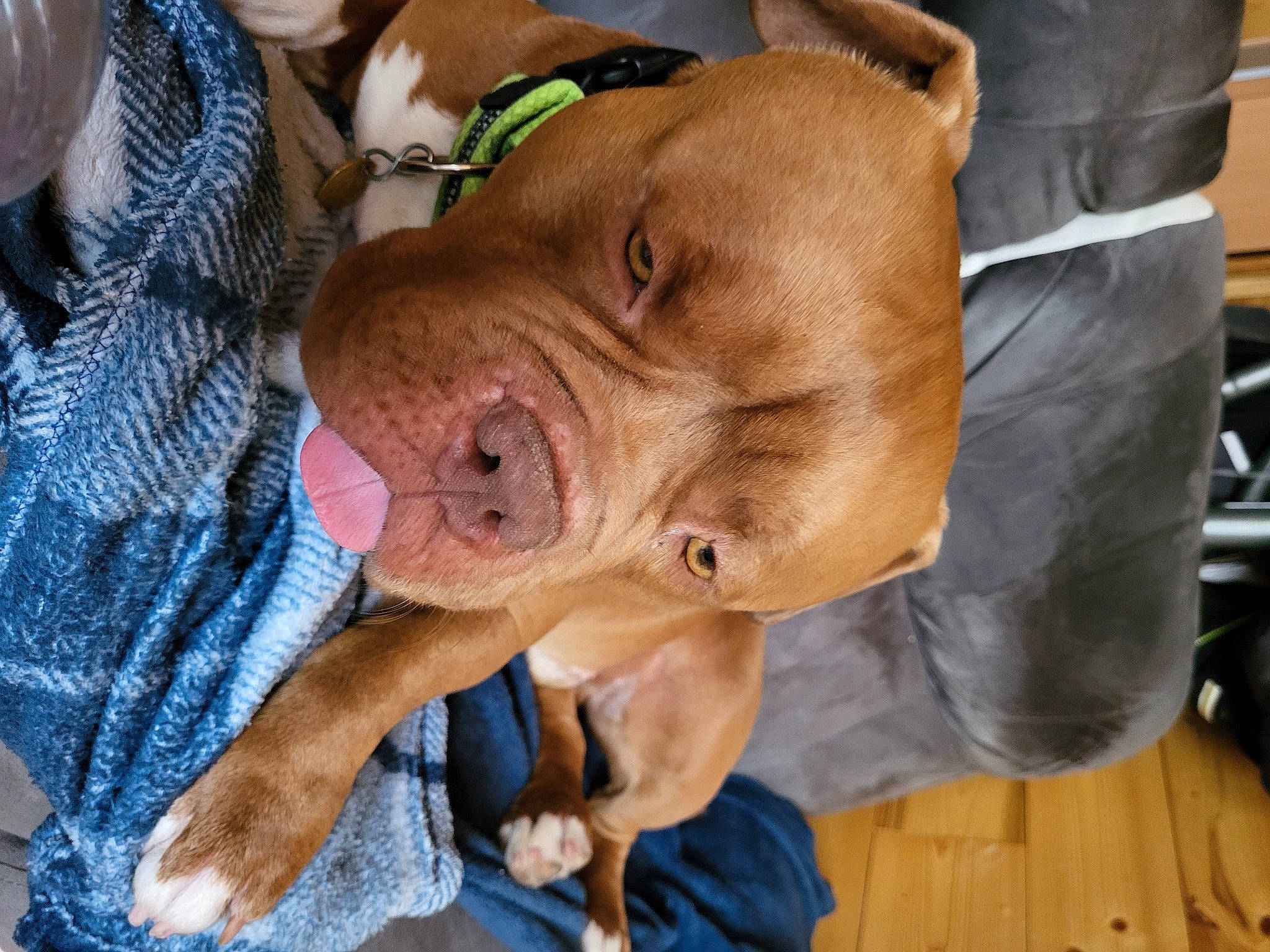 Migo participe au concours pour gagner de l'argent avec cette photo : canidae, carnivore, collar, companion_dog, dog, dog_breed, dog_collar, dog_supply, ear, fawn, hunting_dog, liver, molosser, non_sporting_group, snout, sporting_group, whiskers, working_animal, working_dog, wrinkle