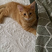 Wally is registered to the contest to win money with this photo: animal, bed, blanket, cat, cozy, cute, fur, green_blanket, indoor, kitten, looking, orange_tabby, paw, pet, resting, small, soft, texture, white_bedspread, young