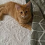 animal, bed, blanket, cat, cozy, cute, fur, green_blanket, indoor, kitten, looking, orange_tabby, paw, pet, resting, small, soft, texture, white_bedspread, young