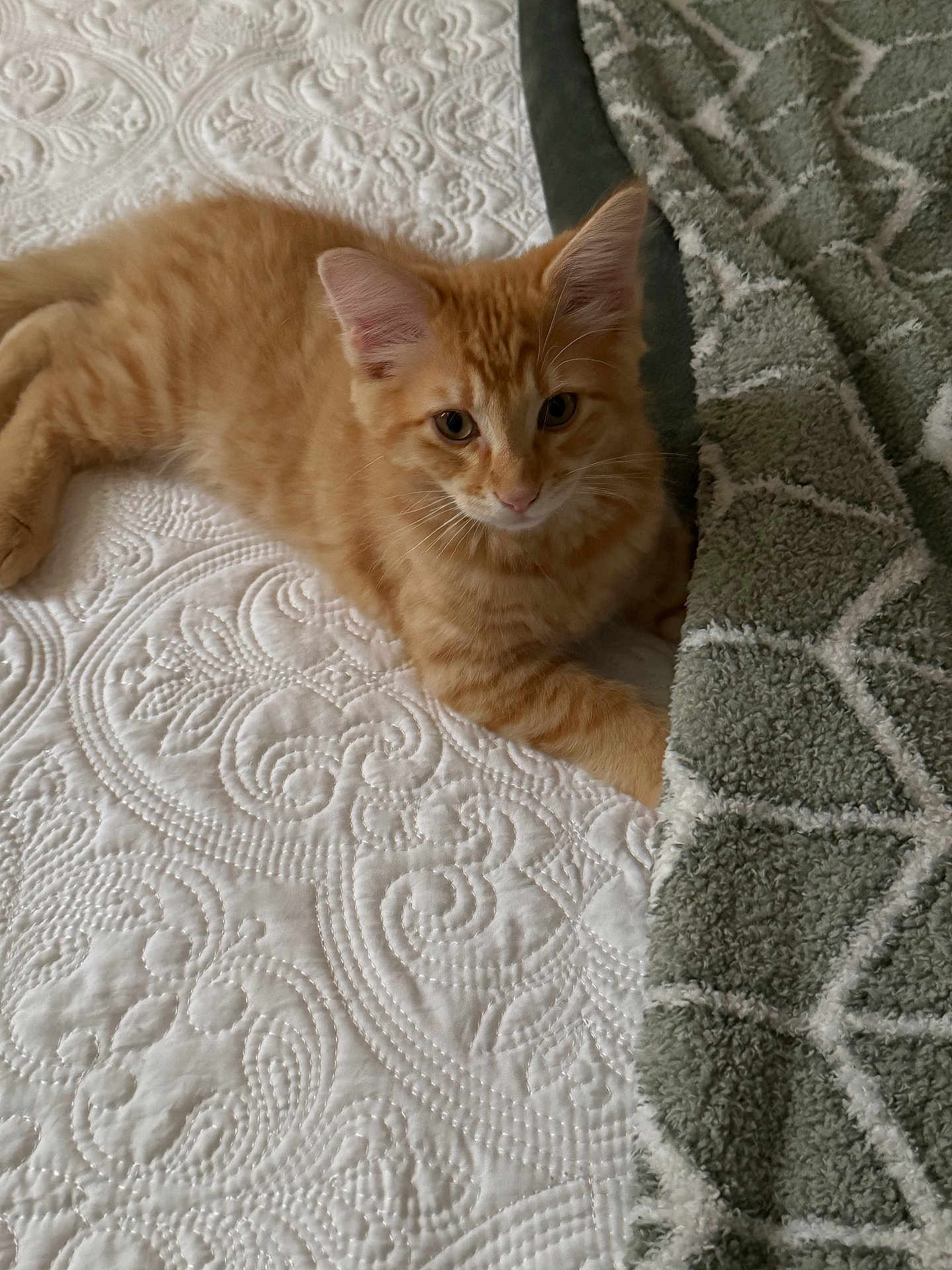 Wally
