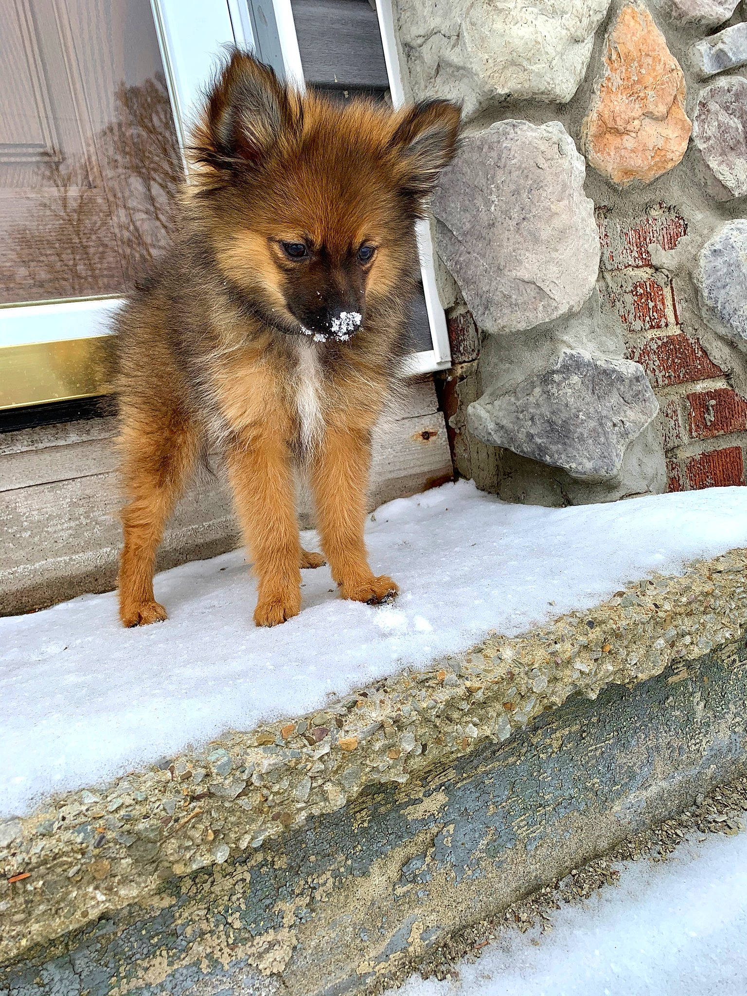 Hank is registered to the contest to win money with this photo: canidae, canis, carnivore, companion_dog, dog, dog_breed, fawn, fox, fur, red_fox, road_surface, snow, sporting_group, tail, terrestrial_animal, vertebrate, whiskers, wildlife, winter, working_dog