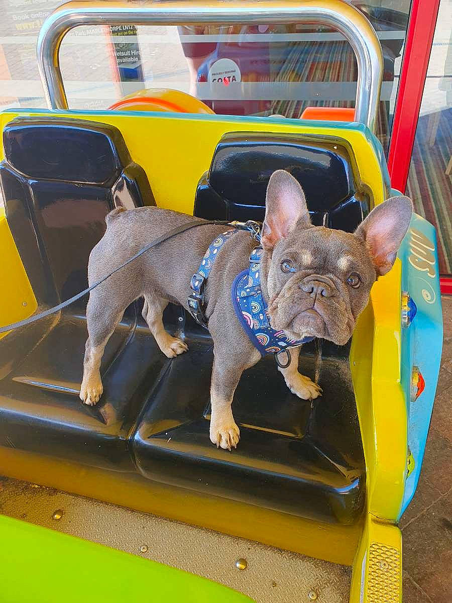 Freya joined the competition — help win amazing prizes! auto_part, canidae, carnivore, chair, collar, companion_dog, dog, dog_breed, dog_supply, electric_blue, fashion_accessory, fawn, felidae, mammal, mexican_hairless_dog, snout, sporting_group, toy_dog, vertebrate, working_animal