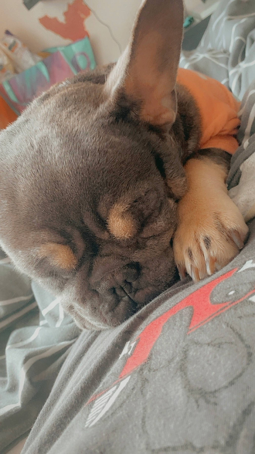 Freya joined the competition — help win amazing prizes! canidae, carmine, carnivore, cat, claw, comfort, companion_dog, dog_breed, domestic_short_haired_cat, ear, fawn, felidae, fur, human_leg, nap, paw, small_to_medium_sized_cats, snout, whiskers, wrinkle