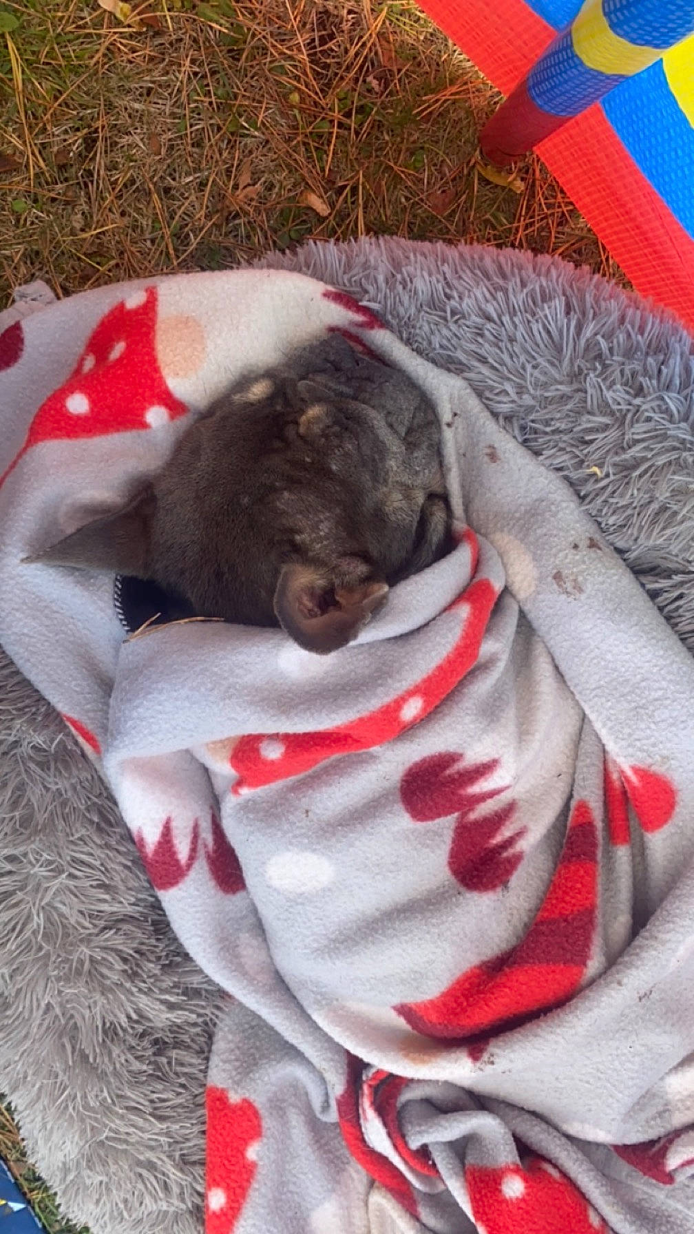 Freya is registered to the contest to win money with this photo: canidae, carmine, carnivore, comfort, companion_dog, dog, dog_bed, dog_breed, dog_supply, fawn, felidae, fur, grey, linens, liver, nap, pet_supply, snout, sporting_group, working_animal