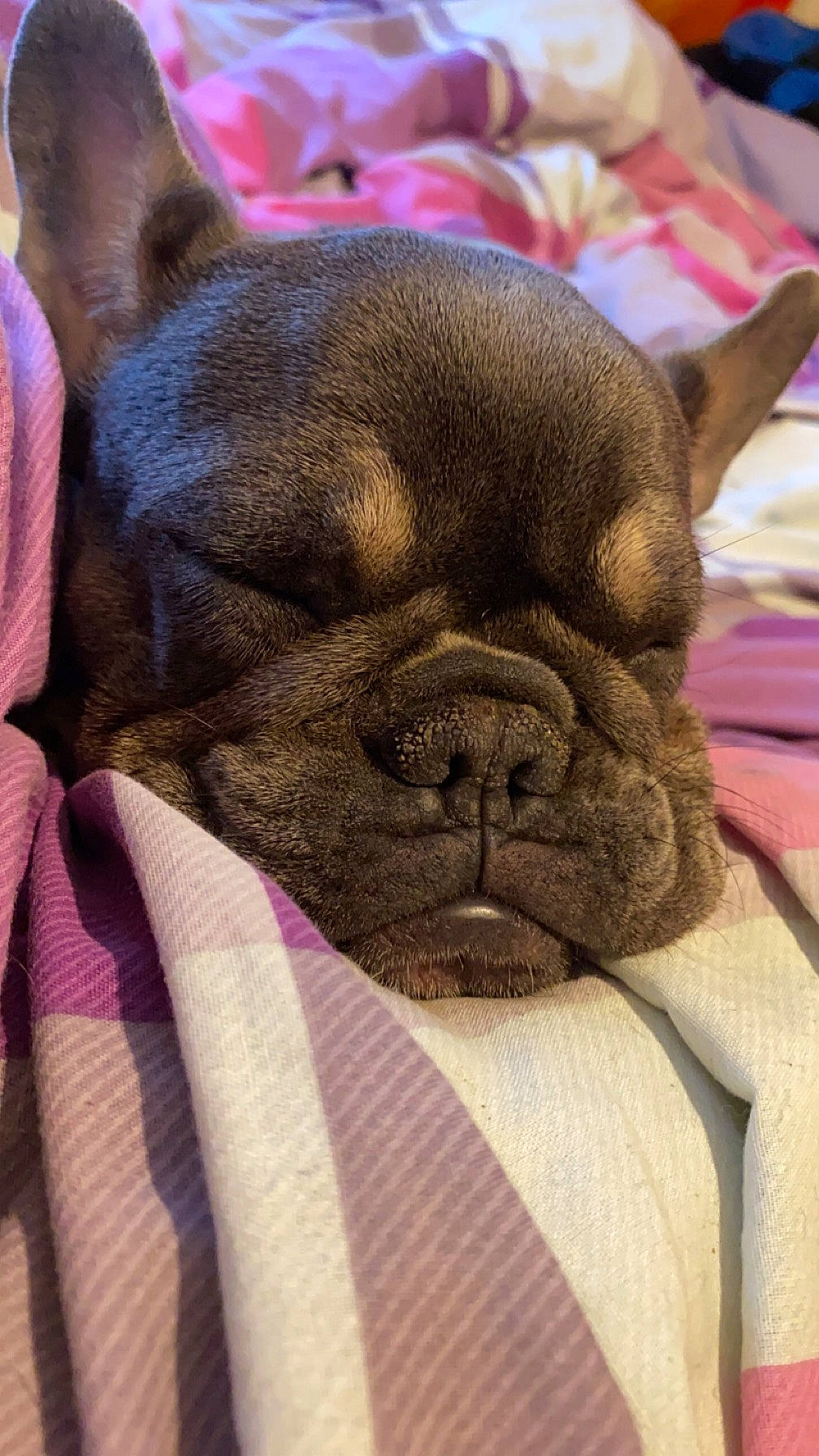 Freya joined the competition — help win amazing prizes! bulldog, canidae, carnivore, close_up, comfort, companion_dog, dog, dog_breed, ear, fawn, molosser, nap, non_sporting_group, snout, sporting_group, terrestrial_animal, toy_dog, whiskers, working_animal, wrinkle