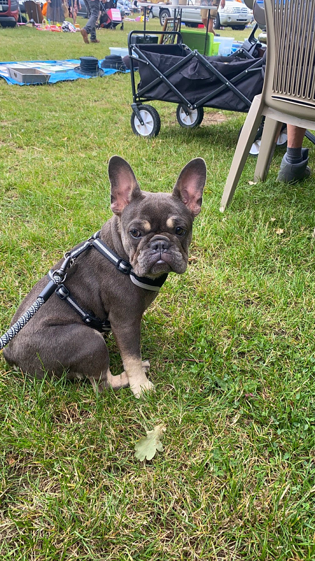 Freya joined the competition — help win amazing prizes! bulldog, canidae, carnivore, chair, collar, companion_dog, dog, dog_breed, dog_collar, fawn, grass, outdoor_bench, outdoor_furniture, plant, snout, sporting_group, terrestrial_animal, toy_dog, wheel, working_animal