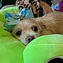 Fiddy is registered to the contest to win money with this photo: dog, bow, pet, cute, green_cushion, closeup, indoor, small_dog, fur, resting, soft_texture, animal, adorable, face, looking, cozy, comfort, decor, nose, ears