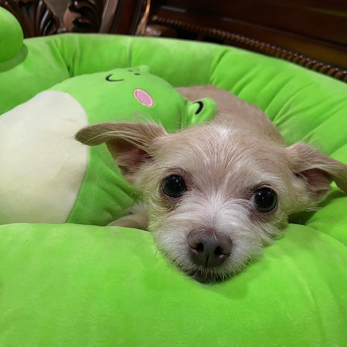 Fiddy joined the competition — help win amazing prizes! adorable, animal, bed, close_up, cozy, cute, dog, ears, face, fur, green, indoor, lying_down, pet, plush, puppy, resting, small_dog, soft, stuffed_toy