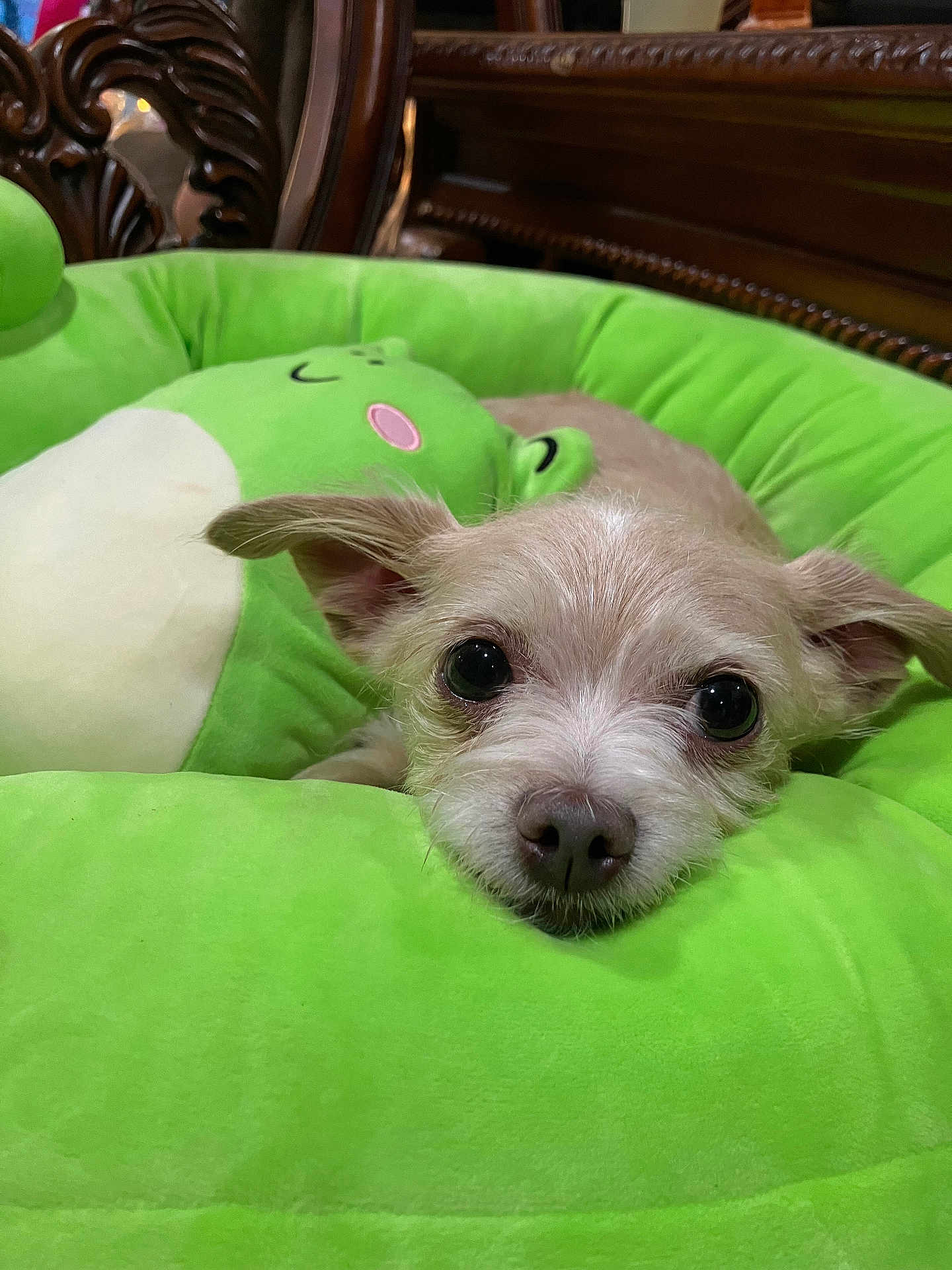 Fiddy joined the competition — help win amazing prizes! dog, puppy, pet, cute, green, plush, bed, stuffed_toy, animal, resting, close_up, indoor, cozy, soft, small_dog, fur, ears, face, lying_down, adorable