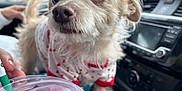 Fiddy is registered to the contest to win money with this photo: dog, small_dog, puppy, clothing, white_fur, red_hearts, car_interior, dashboard, iced_drink, plastic_cup, green_straw, window, blurred_background, pet, curious, closeup, furry, animal, indoor, hand