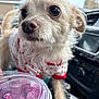 dog, small_dog, puppy, clothing, white_fur, red_hearts, car_interior, dashboard, iced_drink, plastic_cup, green_straw, window, blurred_background, pet, curious, closeup, furry, animal, indoor, hand