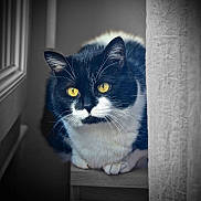 Charlie participe au concours pour gagner de l'argent avec cette photo : cat, black_and_white, golden_eyes, whiskers, indoor, window, wooden_surface, curtain, pet, feline, close_up, animal, domestic_cat, looking, crouching, fur, portrait, soft_lighting, cozy, focused
