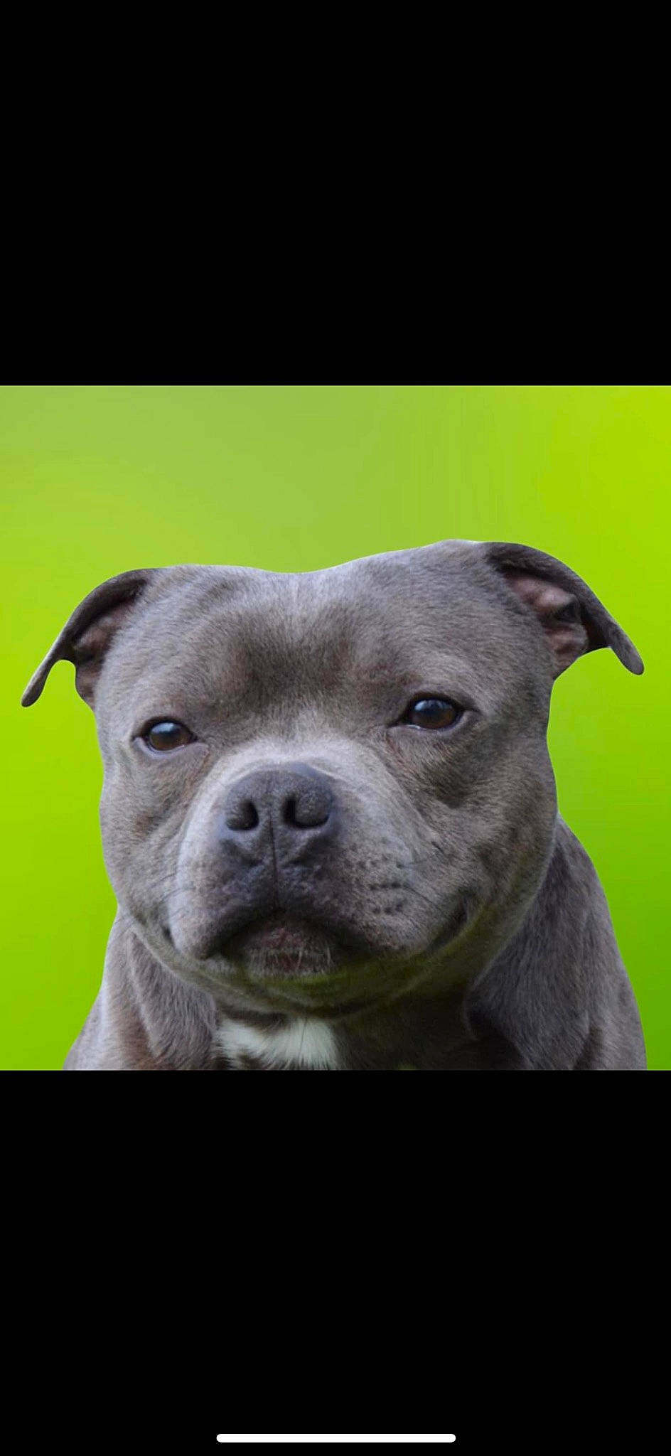 Shanon a rejoint le concours — aidez-le/la à gagner de superbes lots ! carnivore, companion_dog, dog, dog_breed, ear, eye, fawn, non_sporting_group, snout, sporting_group, terrestrial_animal, whiskers, working_animal