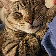 Miso joined the competition — help win amazing prizes! animal, blanket, cat, claws, closeup, comfort, cozy, cute, feline, fur, indoor, paw, pet, relaxed, resting, sleeping, soft, tabby, warm, whiskers