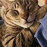 animal, blanket, cat, claws, closeup, comfort, cozy, cute, feline, fur, indoor, paw, pet, relaxed, resting, sleeping, soft, tabby, warm, whiskers
