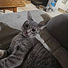 animal, cat, close_up, couch, dining_table, ears, eyes, food_bowls, furniture, gray_cat, home, indoors, kitten, lap, lounging, pet, portrait, sitting, tongue, whiskers