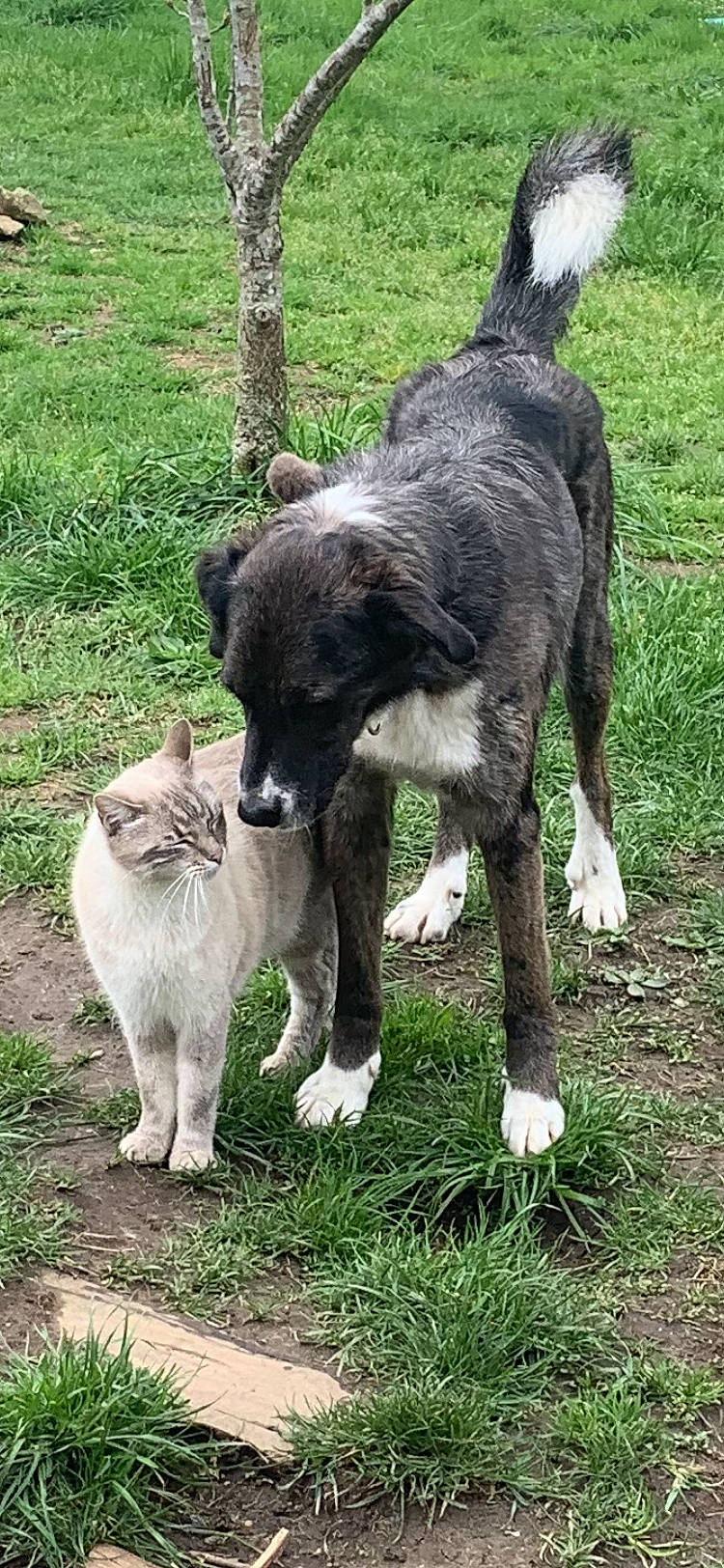 Zol participe au concours pour gagner de l'argent avec cette photo : alpaca, bovine, canidae, carnivore, cat, companion_dog, dog, dog_breed, felidae, fur, grass, herding_dog, livestock, pack_animal, plant, sporting_group, tail, terrestrial_animal, tree, working_animal