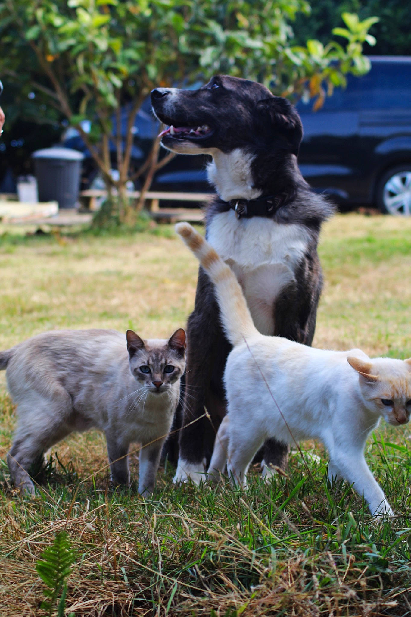 Zol participe au concours pour gagner de l'argent avec cette photo : carnivore, cat, companion_dog, dog, dog_breed, domestic_short_haired_cat, fawn, felidae, flowerpot, fur, grass, houseplant, plant, small_to_medium_sized_cats, sporting_group, tail, tire, wheel, whiskers, working_animal