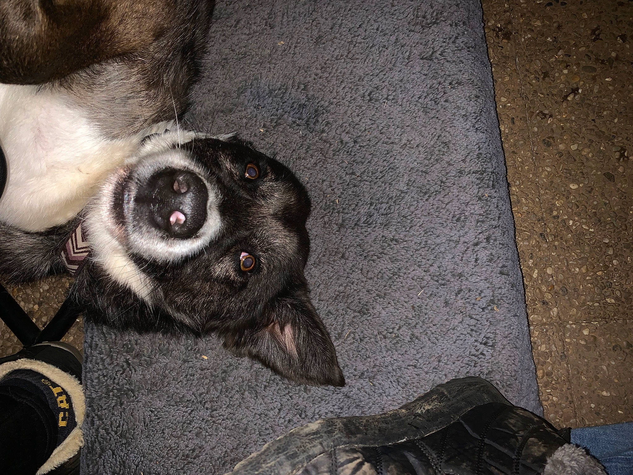 Zol a rejoint le concours — aidez-le/la à gagner de superbes lots ! asphalt, boston_terrier, carnivore, comfort, companion_dog, dog, dog_breed, ear, fawn, flooring, fur, grey, pug, road_surface, snout, sporting_group, toy_dog, whiskers, working_animal, wrinkle