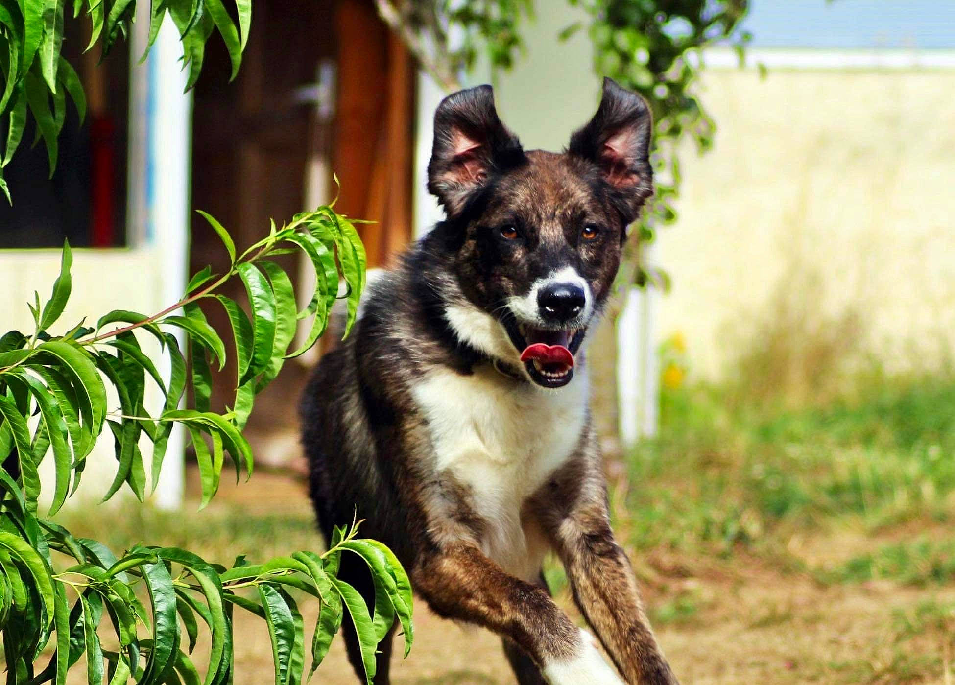 Zol participe au concours pour gagner de l'argent avec cette photo : art, canidae, canis, carnivore, collar, companion_dog, dog, dog_breed, dog_supply, grass, herding_dog, leash, plant, sled_dog, sporting_group, tail, terrestrial_animal, tree, working_animal, working_dog