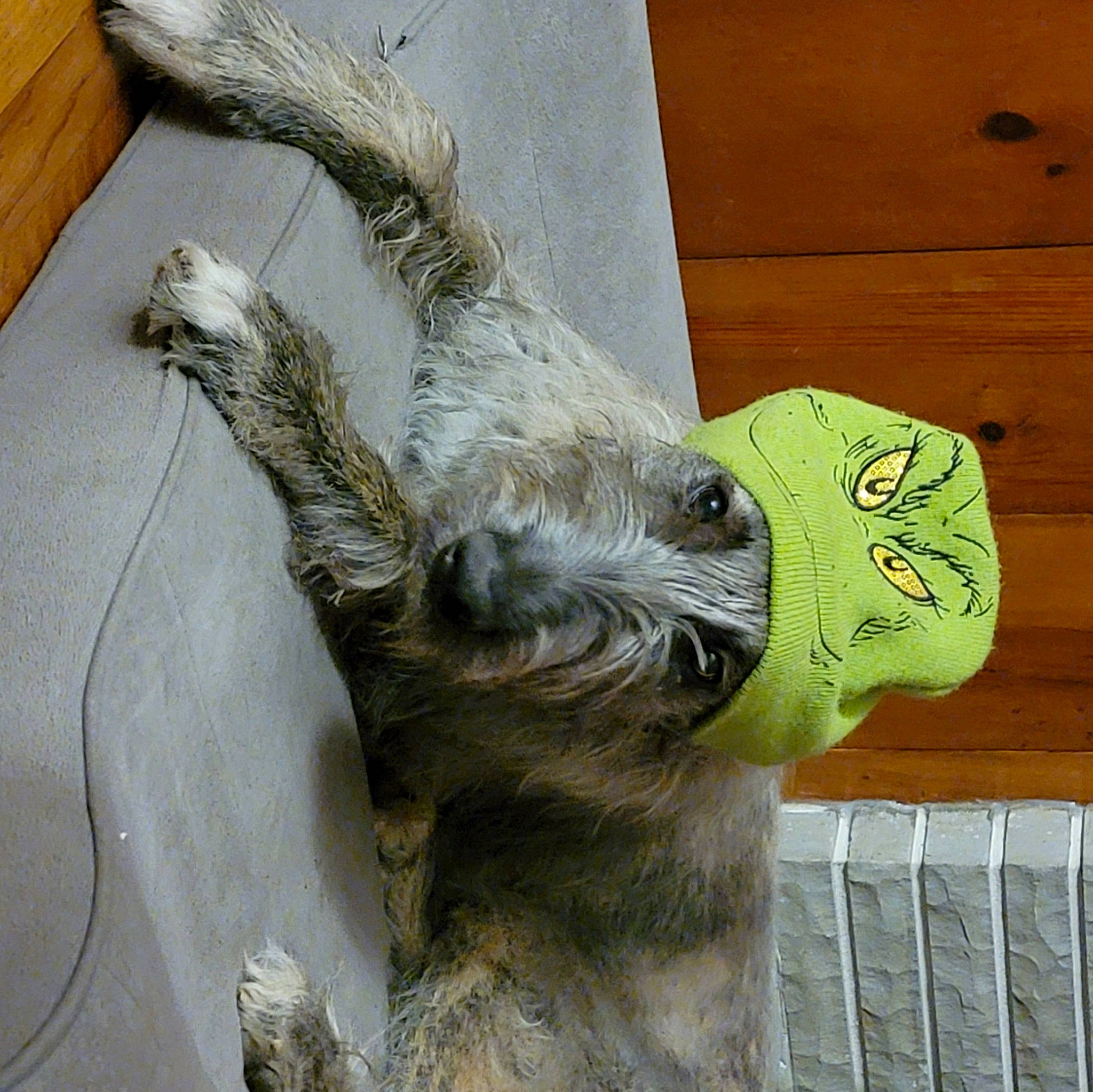 Una joined the competition — help win amazing prizes! art, beak, claw, fawn, felidae, fur, koala, livestock, paw, safety_glove, sloth, tail, terrestrial_animal, three_toed_sloth, trunk, whiskers, wildlife, wing, wood, working_animal