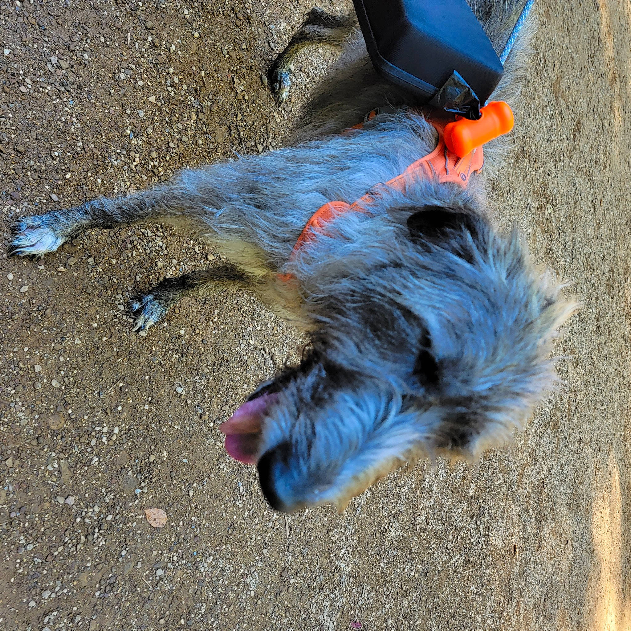 Una is registered to the contest to win money with this photo: asphalt, canidae, carnivore, claw, collar, dog, dog_breed, dog_supply, electric_blue, felidae, foot, fur, paw, road_surface, sand, shadow, soil, sporting_group, tail, terrier