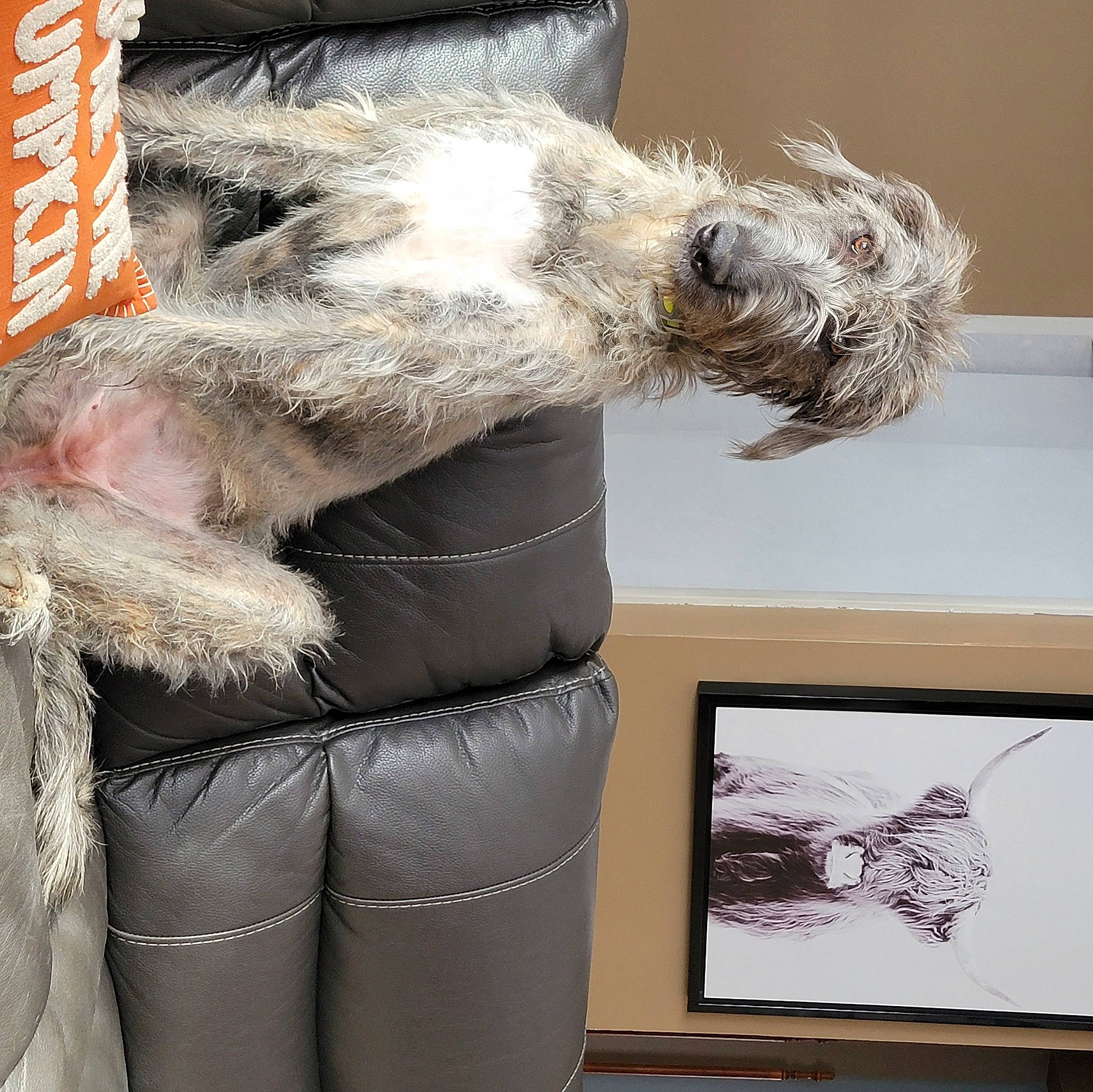 Una is registered to the contest to win money with this photo: art, comfort, fashion_accessory, feather, fur, fur_clothing, livestock, mammal, picture_frame, ratite, snout, tail, terrestrial_animal, vertebrate, whiskers