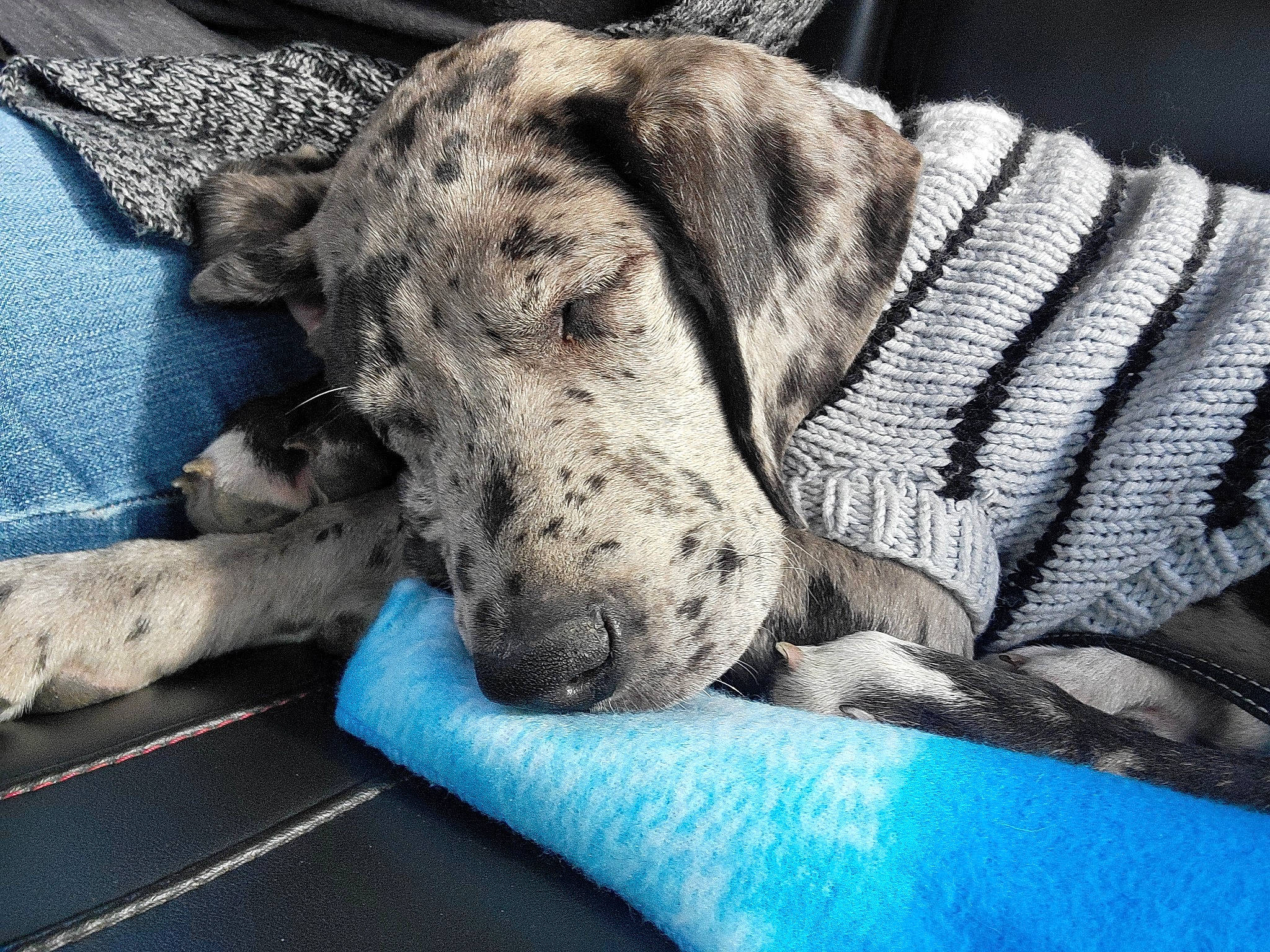 Rue joined the competition — help win amazing prizes! canidae, carnivore, collar, comfort, companion_dog, dog, dog_breed, dog_collar, dog_supply, electric_blue, fawn, foot, guard_dog, non_sporting_group, pet_supply, snout, sporting_group, terrestrial_animal, whiskers, working_animal