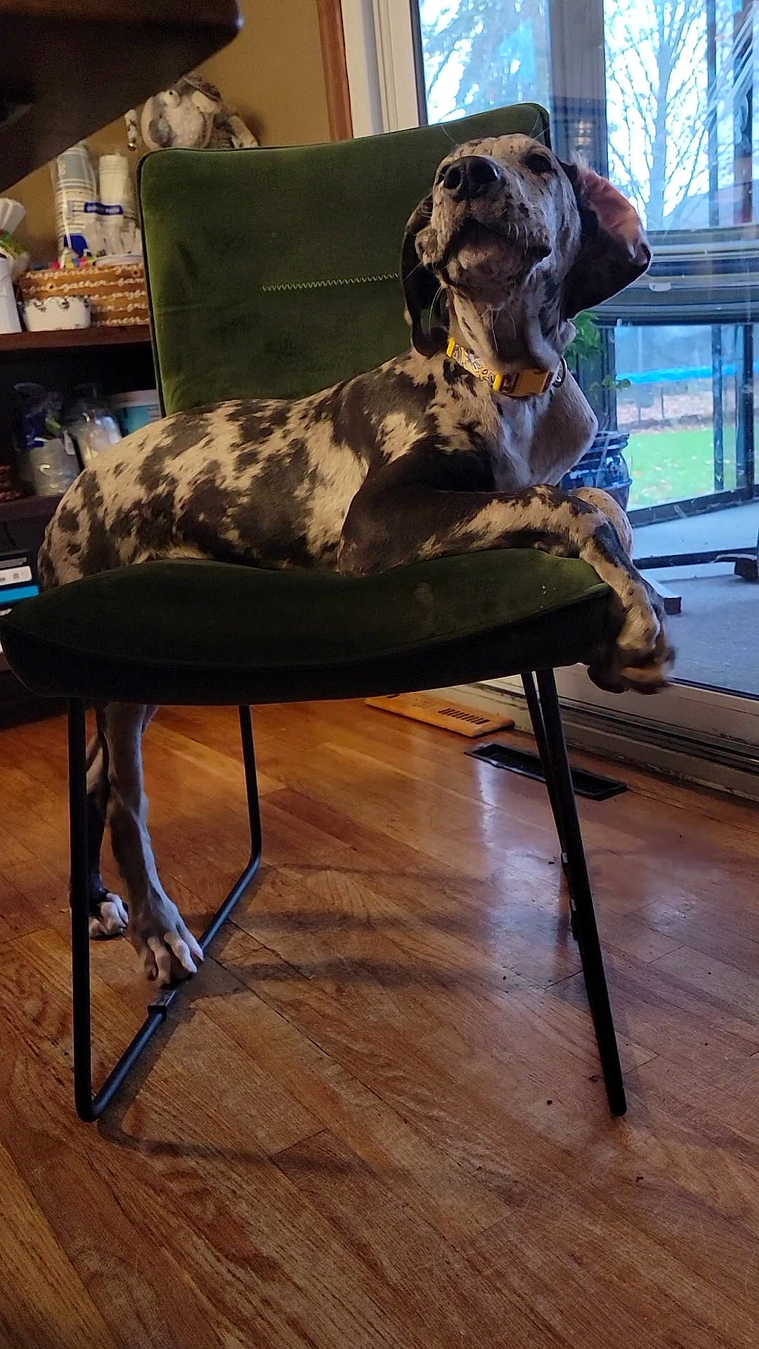 Rue is registered to the contest to win money with this photo: art, carnivore, comfort, companion_dog, dog, dog_breed, fawn, floor, flooring, hardwood, liver, metal, sculpture, shelf, sporting_group, statue, window, wood, wood_flooring, working_animal